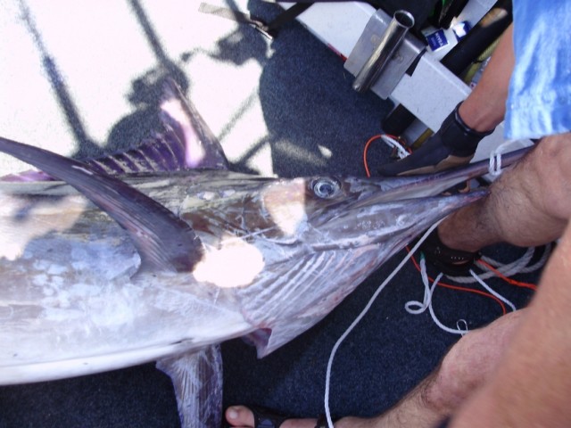 Marlin head shot